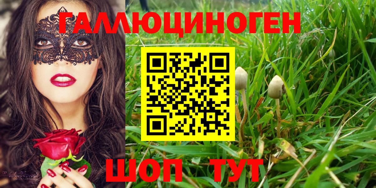 Чита  Псилоцибиновые грибы Psilocybine cubensis  Вход с VPN  Галлюциногенные грибы GOLDEN TEACHER 